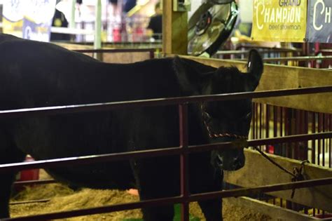 buckhannon livestock market